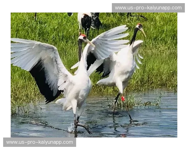 津门虎啸对阵越秀山之魂：一场跨越千里的绿茵博弈与文化碰撞